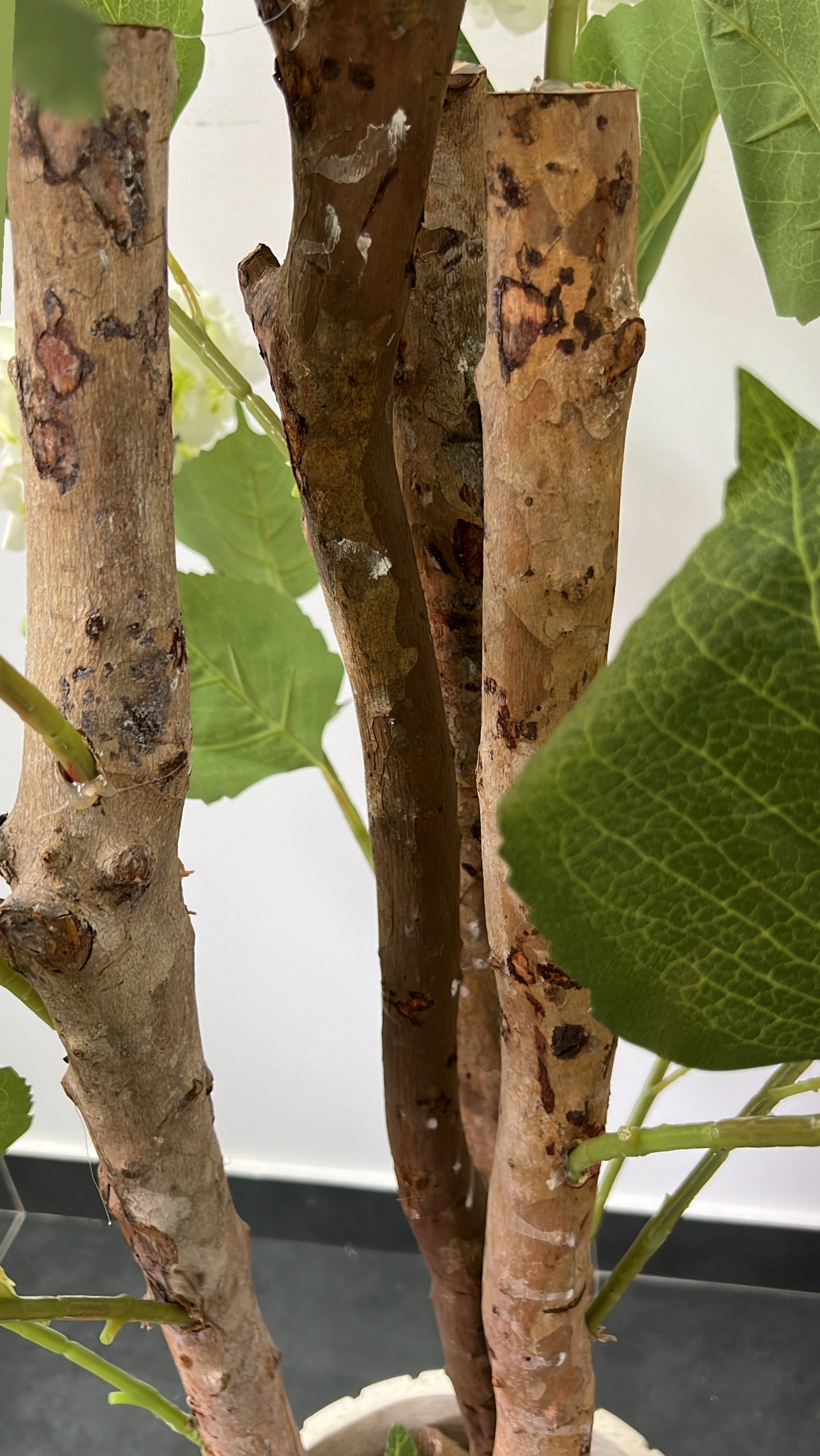 Hydrangea tree plant + pot planter