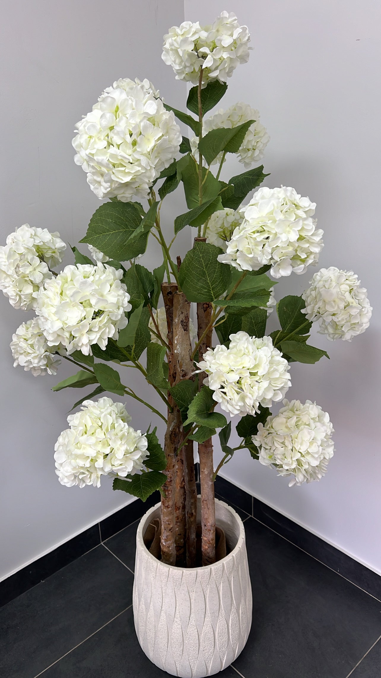 Hydrangea tree plant + pot planter