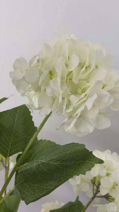 Hydrangea tree plant + pot planter